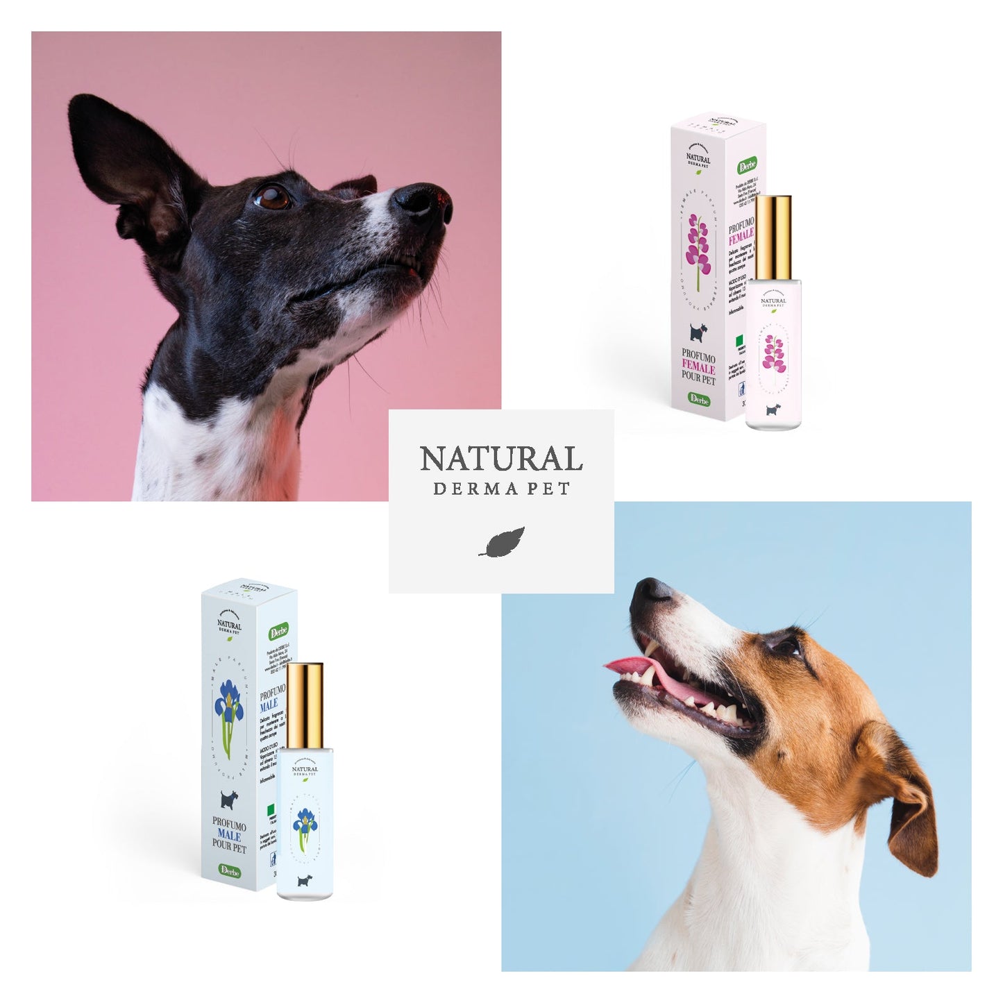 Perfumy dla psów i kotów dla samic – baza kwiatowa i szyprowa 30 ml