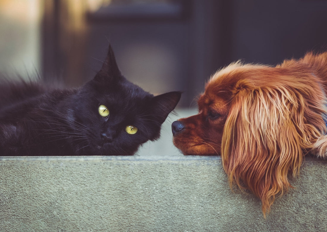 Natural Protection Against Parasites for Your Dog and Cat