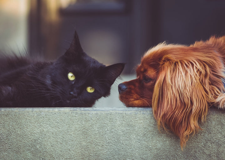 Natural Protection Against Parasites for Your Dog and Cat