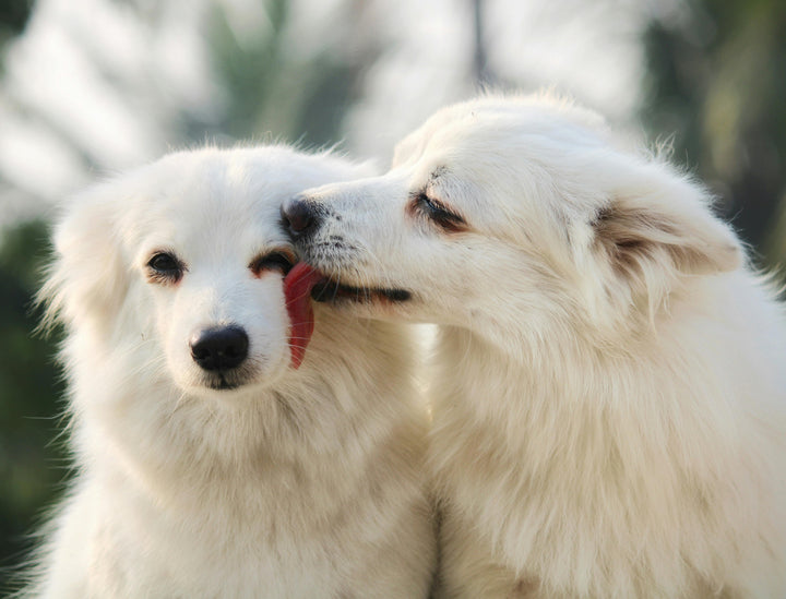 How to Choose the Right Shampoo for Your Dog?