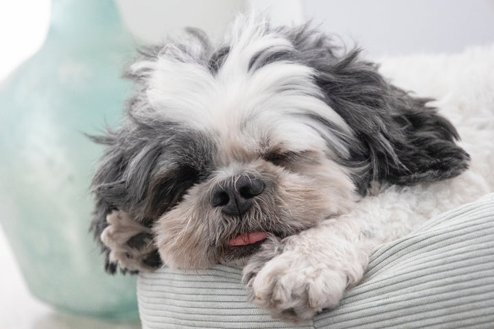 The Ultimate Guide to Pet Care