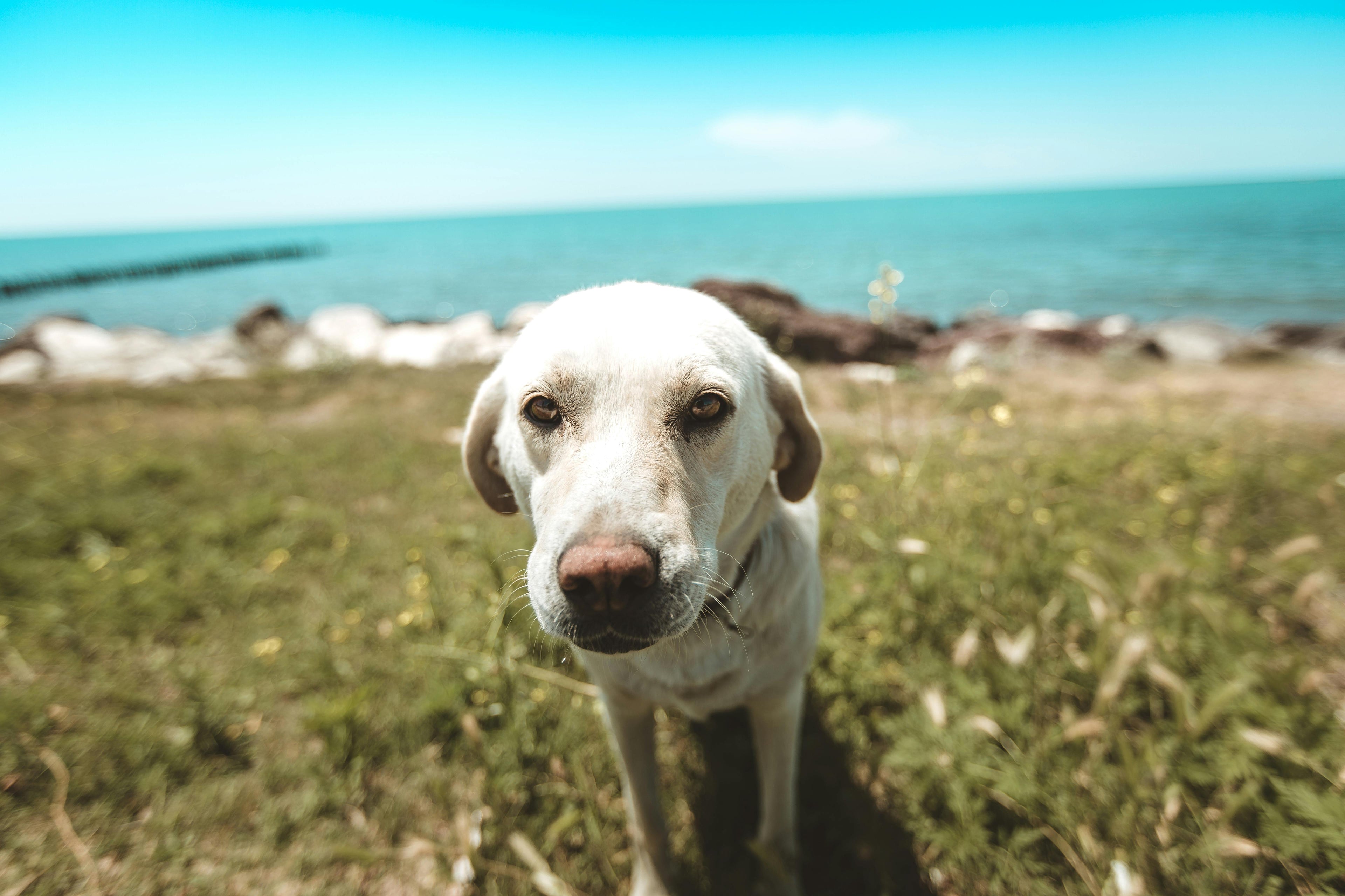 Deodorizing  Dog Shampoos