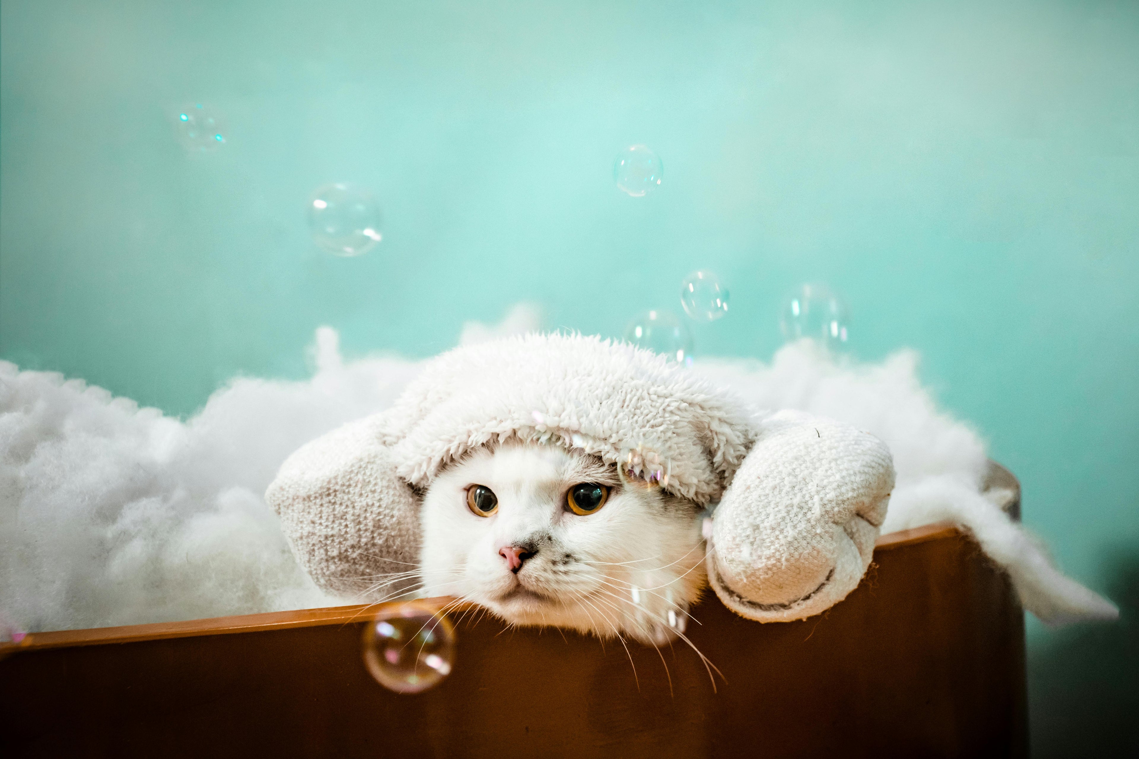 Cat Shampoos