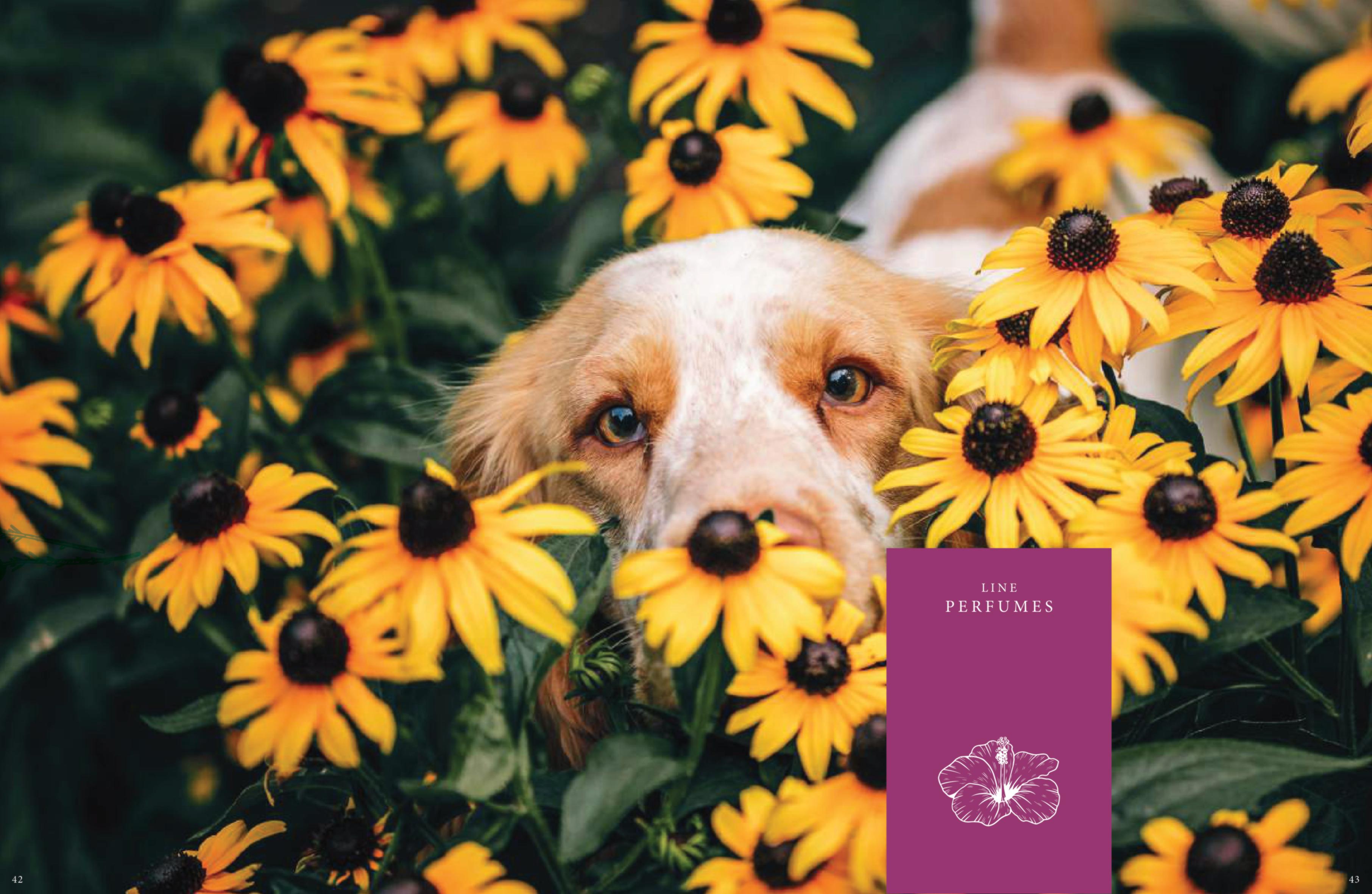 Dog & Cat Perfume