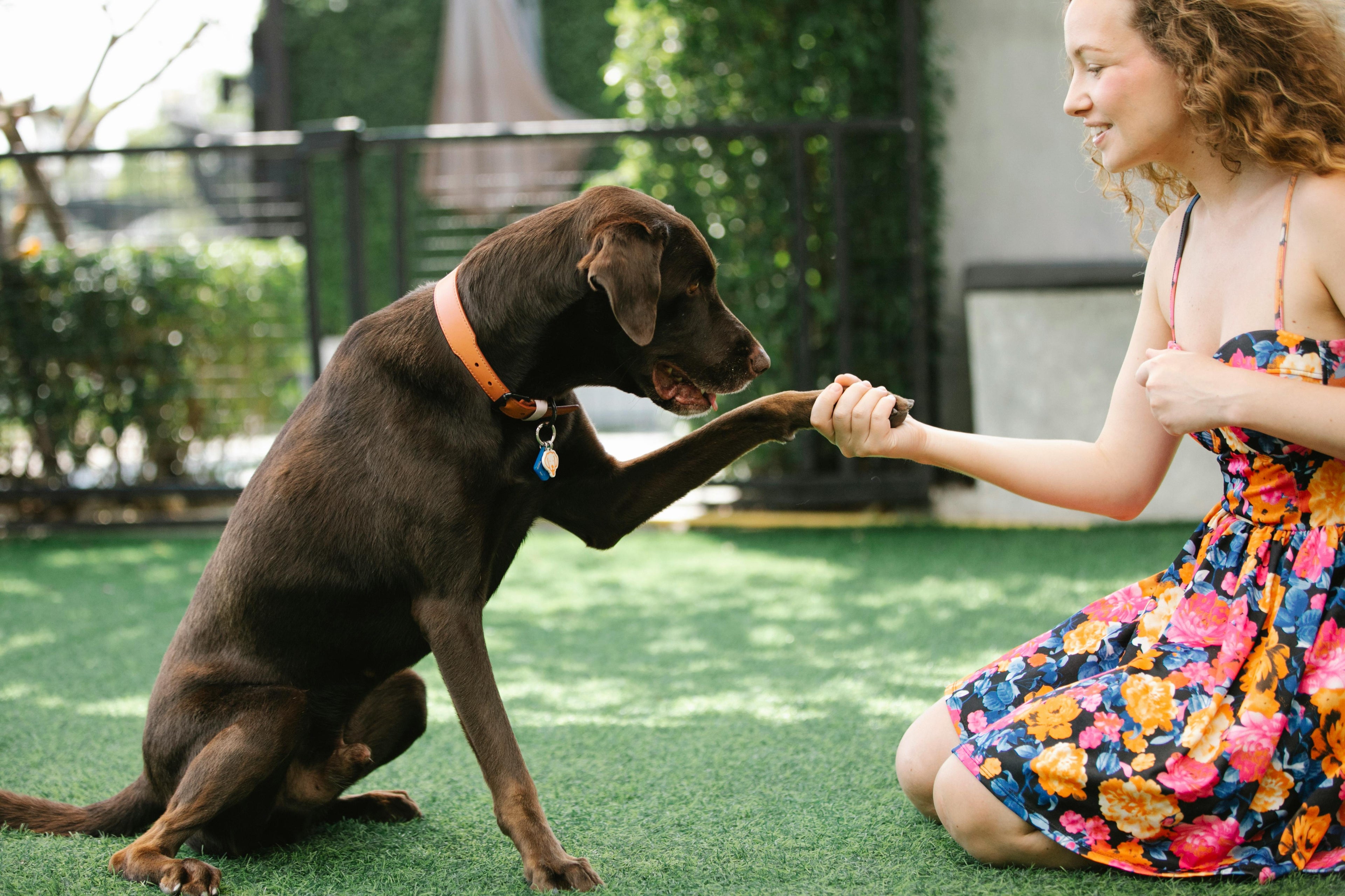 Dog & Cat Training